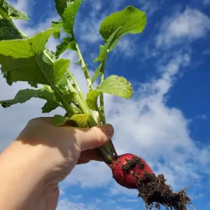 Radish seeds