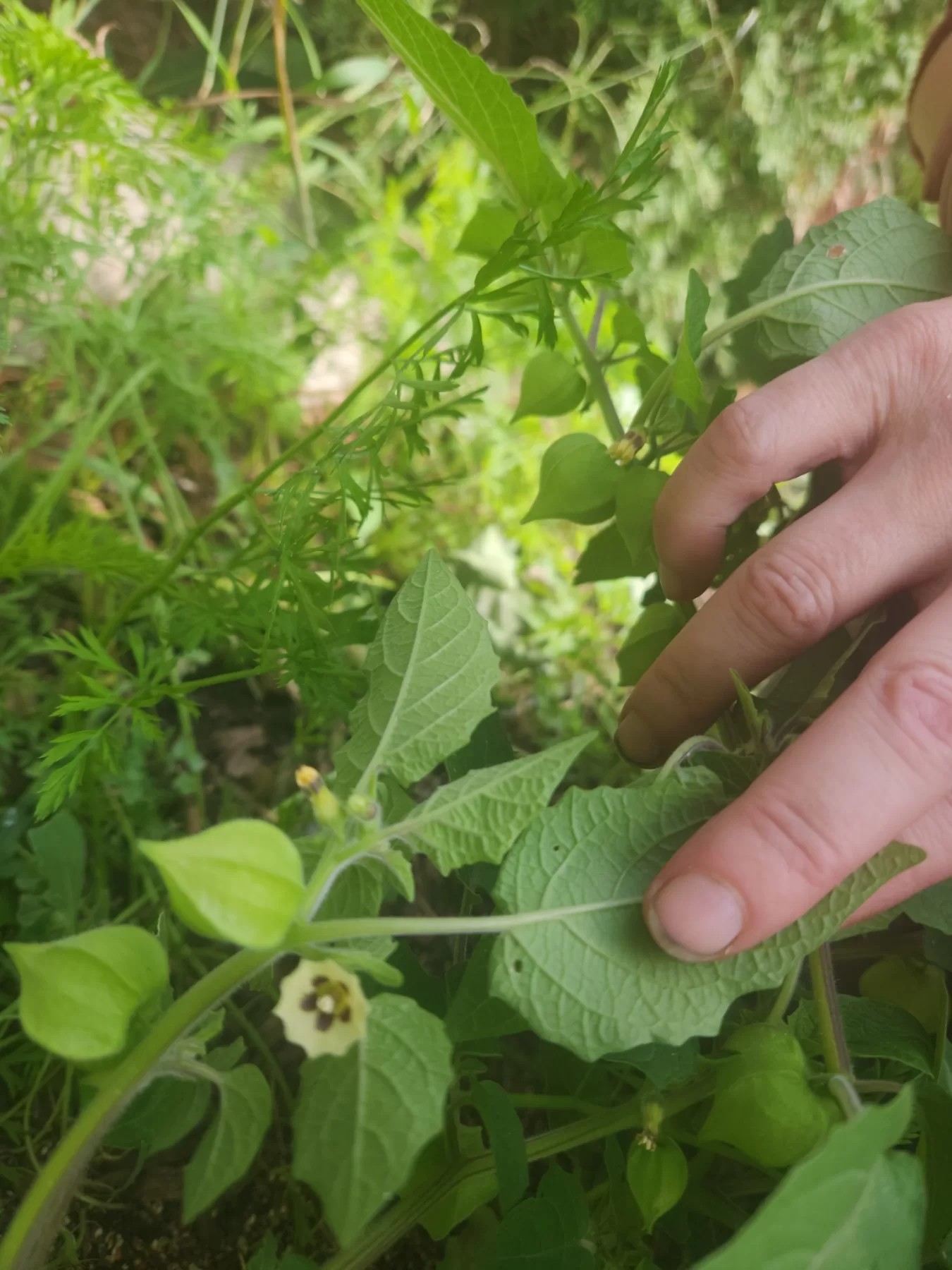 2621-IMG-98127df205b1f963740f3ec256d40181-V