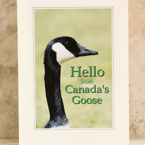 Art Card Bird