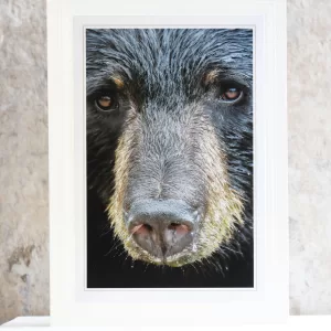 Art Card Black Bear
