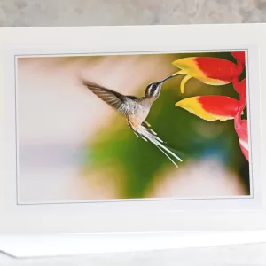 Art Card Bird