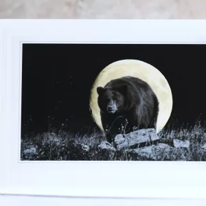 Art Card Animal