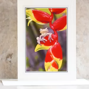 Art Card Frog