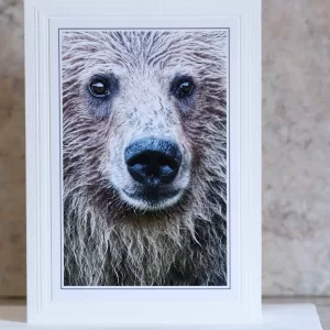Art Card Animal