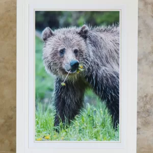 Art Card Bear Cub