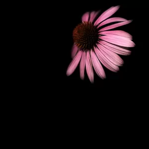 Spotlight on, Coneflower. Photographic Blank Notecard