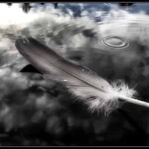 Eagle Feather. Photographic Blank Notecard.