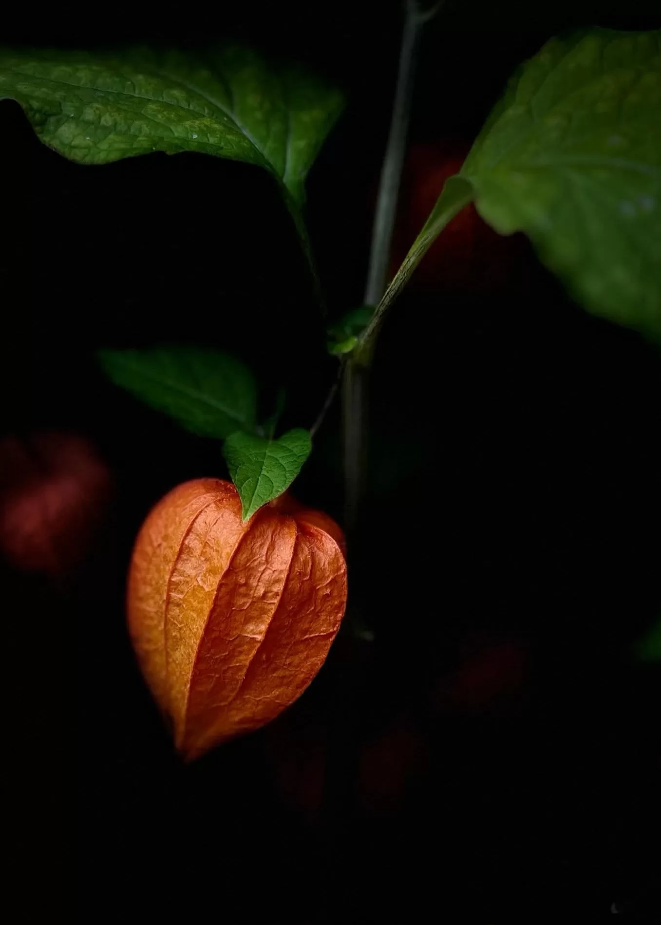 3124-att.NI7BDUxUwe9EBYzQGxEkg-_V9AZVdTNHKuX5F30e8t4_SnapseedCopy