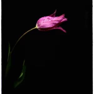 Spotlight: Tulip. Photographic Blank Notecard