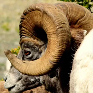 Rocky Mountain Bighorn Sheep. Photographic Blank Notecard