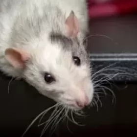 Profile picture of RShen Crochet