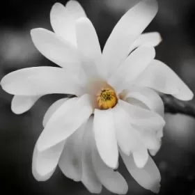 Profile picture of Magnolia Crafts