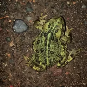 Profile picture of GreenQueeries